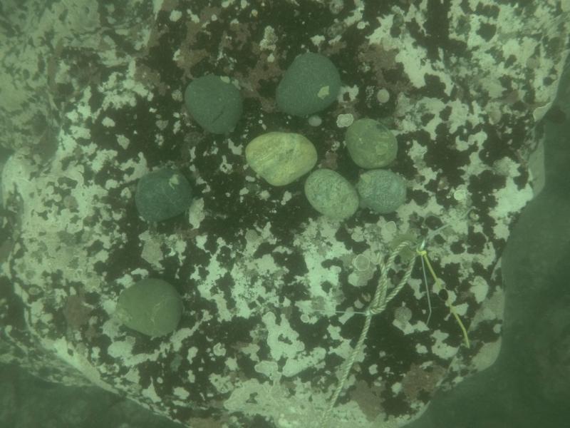 “Green gravel” inoculated with microscopic bull kelp for restoration. Photo credit: Bennett Bugbee