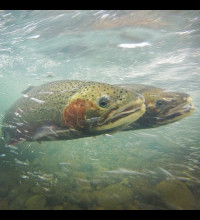 Steelhead pair on Pena Creek in the Russian River watershed. Photo: Will Boucher, California Sea Grant.