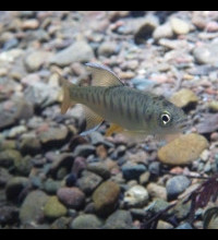 Coho salmon young-of-year Coho salmon young-of-year