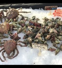 crabs and snails on ice