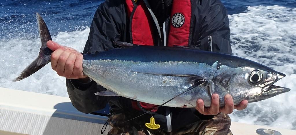 fisherman holding albacore tuna
