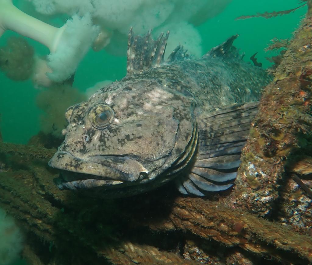 cabezon resting on marine debris with other sea creatures