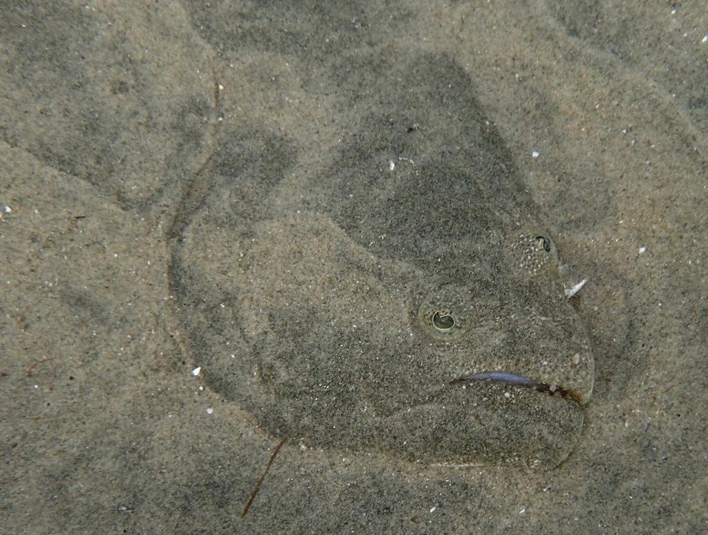 California halibut camouflaged under sand