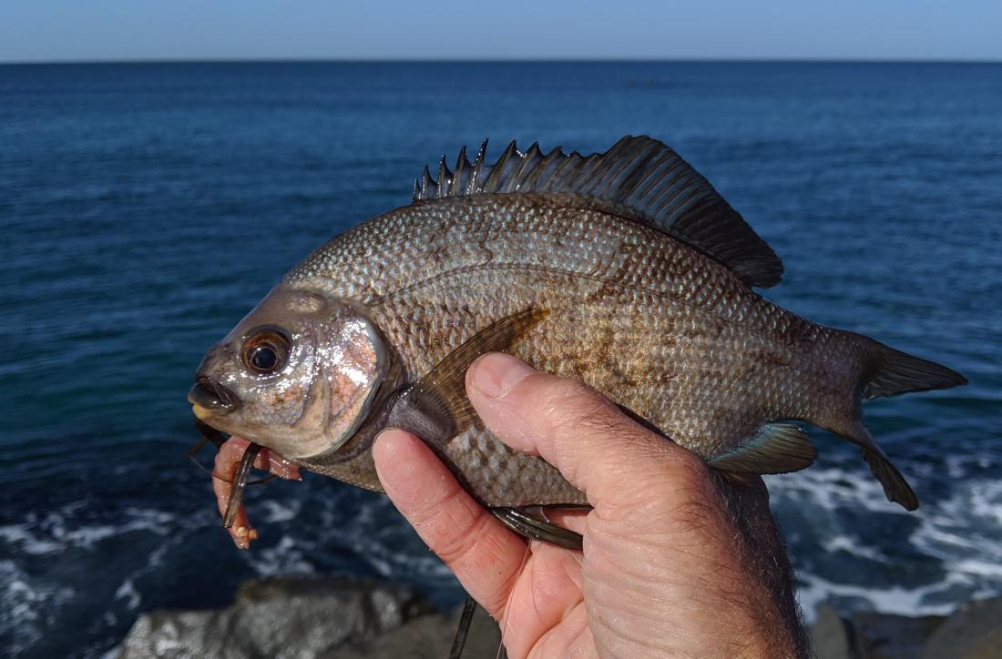 Black perch with parasite caught by angler