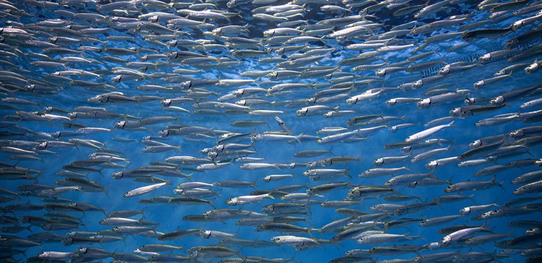 School of pacific sardines.