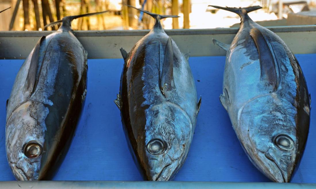 Three albacore tunas