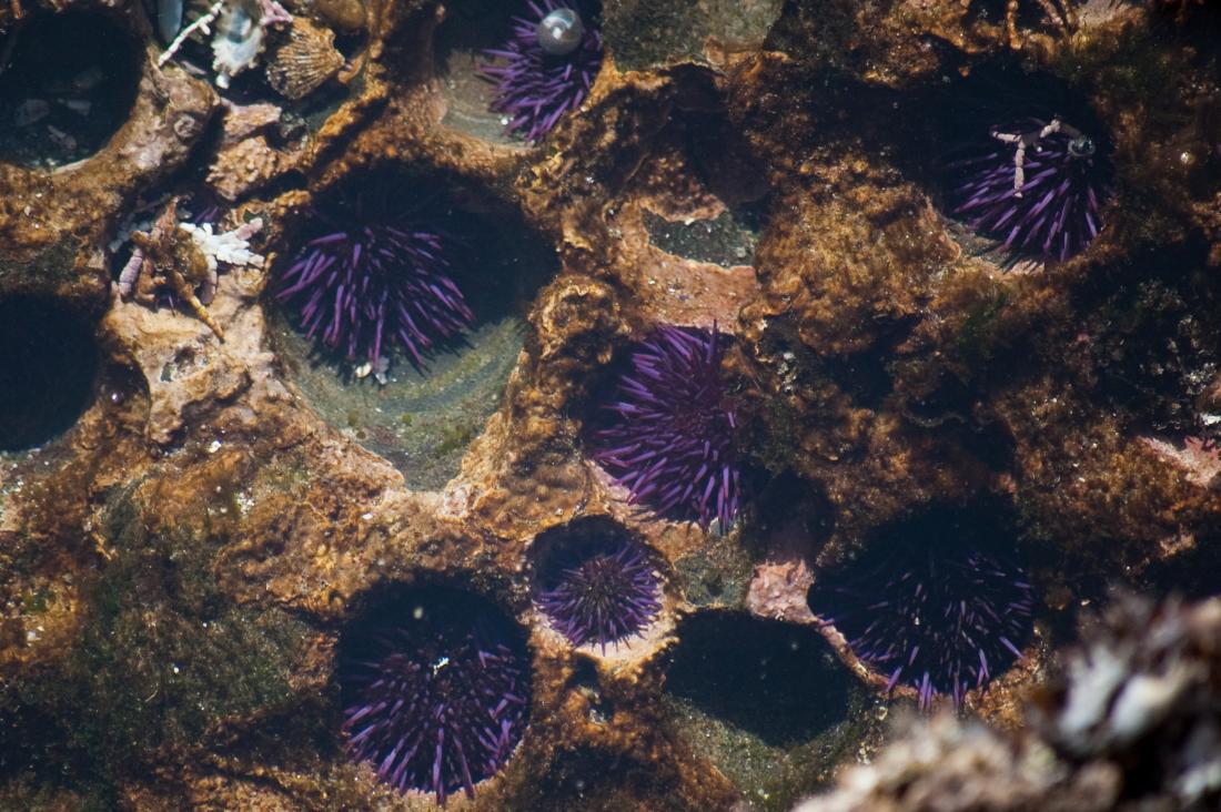 Purple sea urchins nestled in holes in substrate.