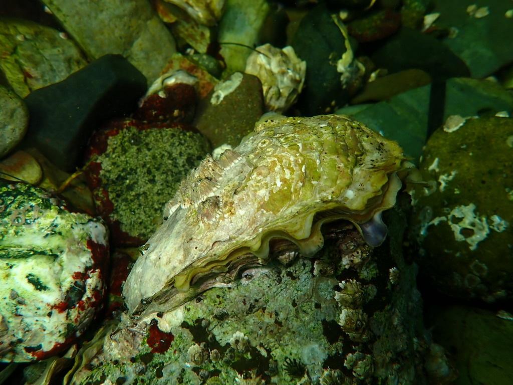 Pacific oyster on substrate