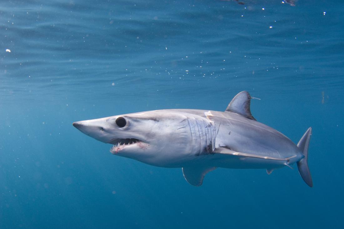 Pacific Shortfin Mako Shark