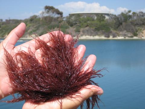 Hand holding red ogo seaweed.