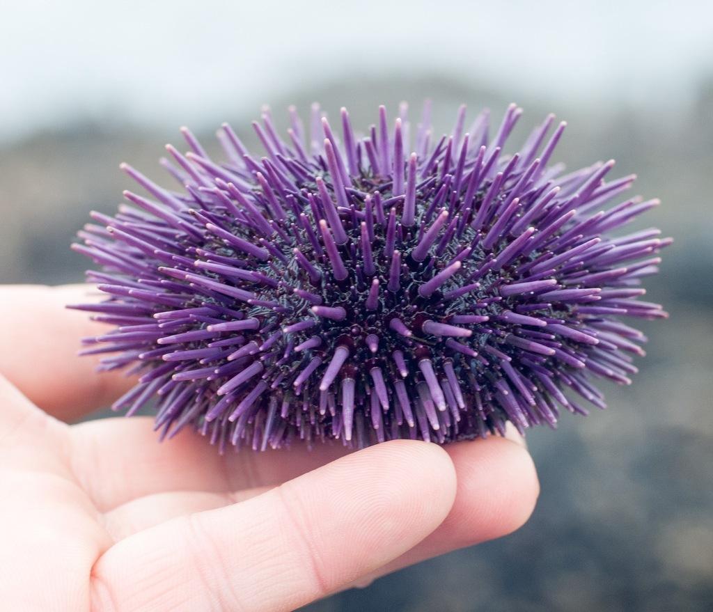 Hand holding purple sea urchin.