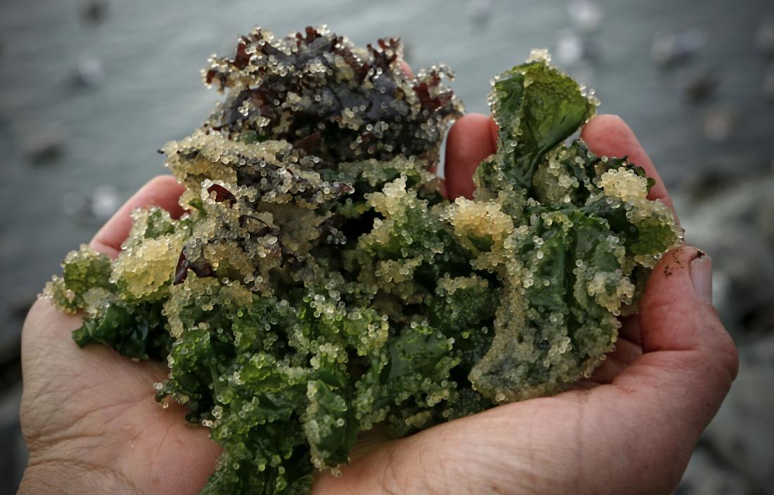 Closeup photo of hand holding kelp covered by yellow herring roe