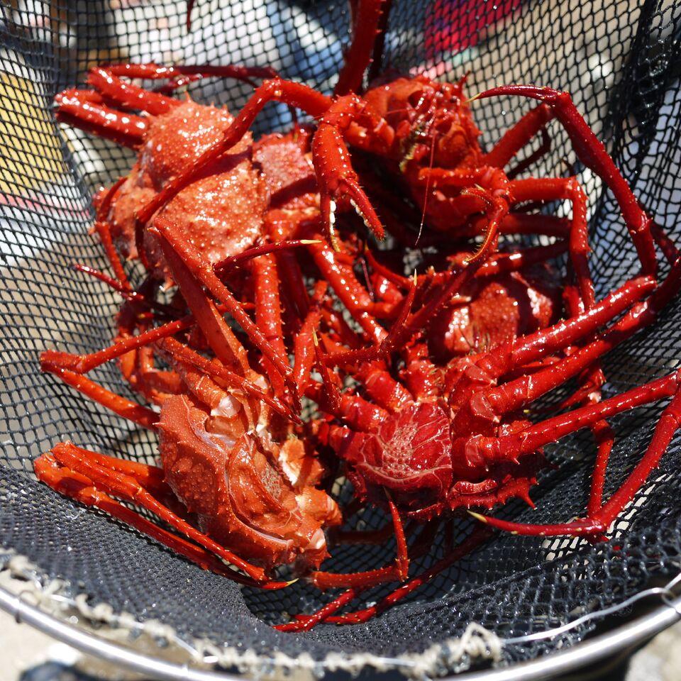 Scarlet king crab in net. Drew Talley/University of San Diego