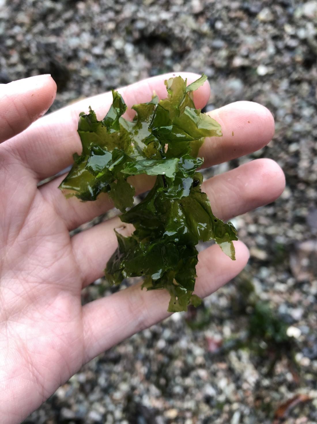 sea lettuce resting on a person's hand with gravel in the background.