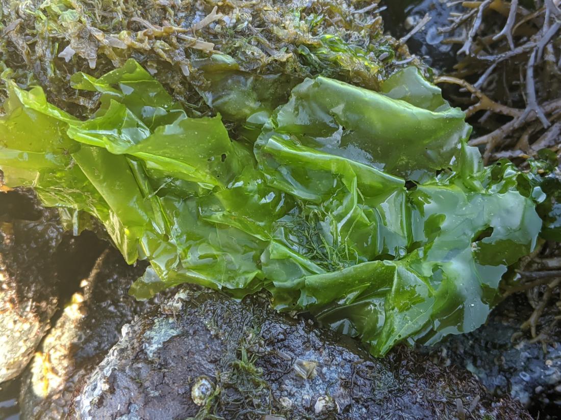 sea lettuce amongst other sea algae and substrate 