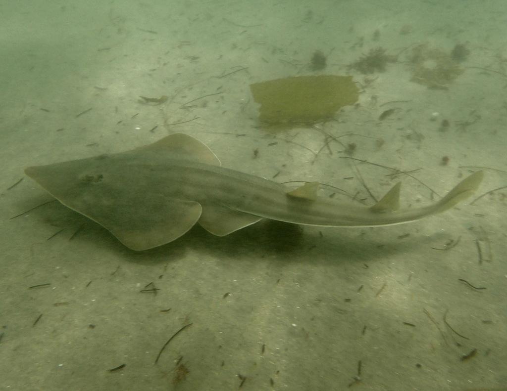 Shovelnose Guitarfish