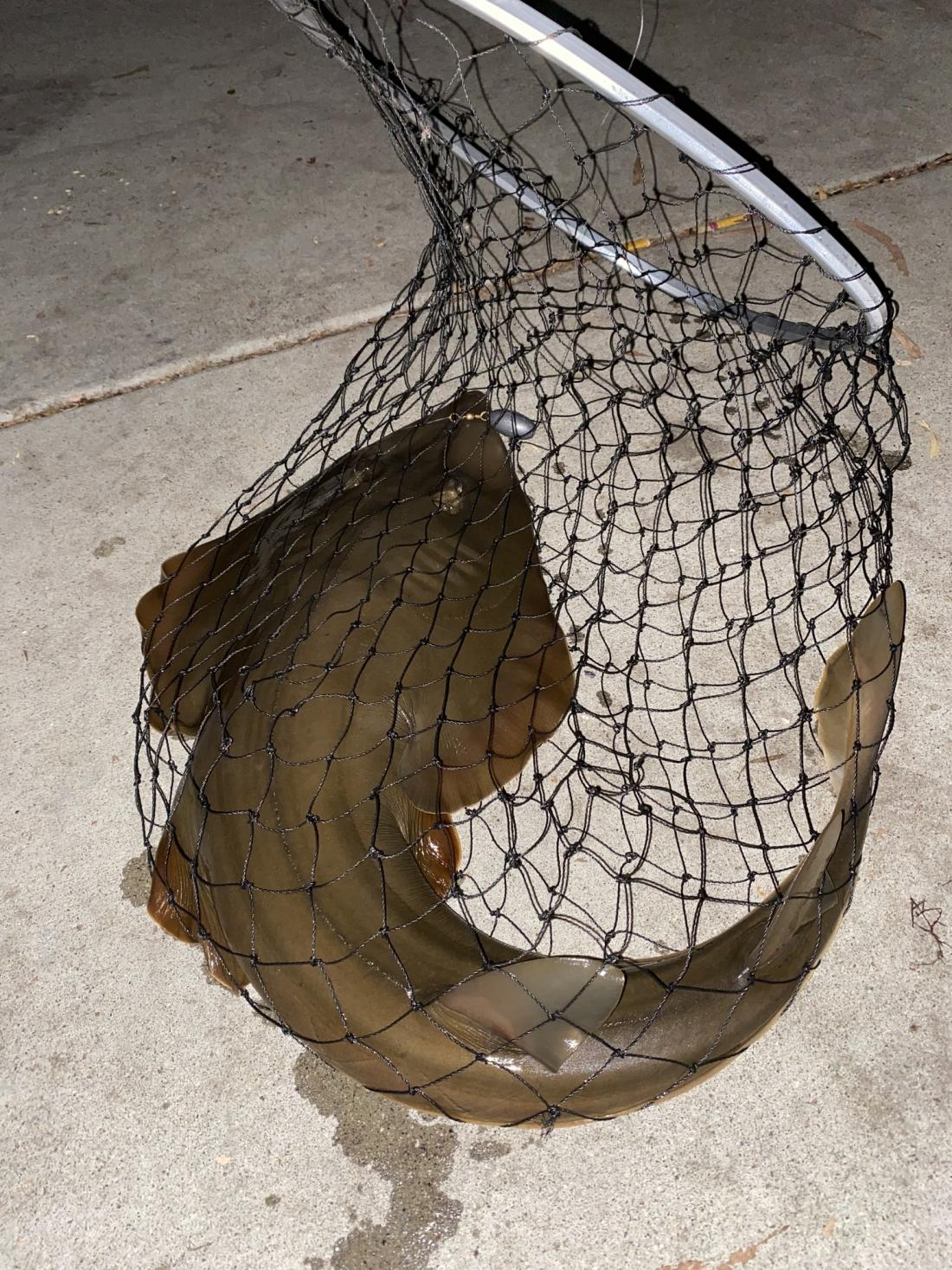 Shovelnose guitarfish in net.