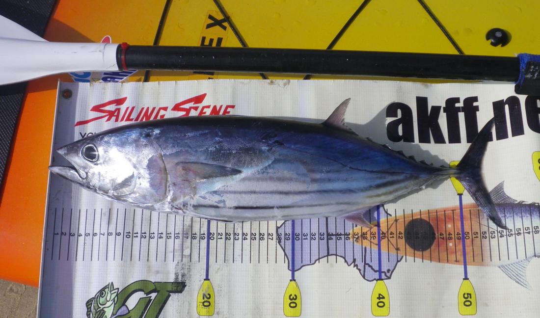 skipjack tuna placed against a backdrop with measurement marks