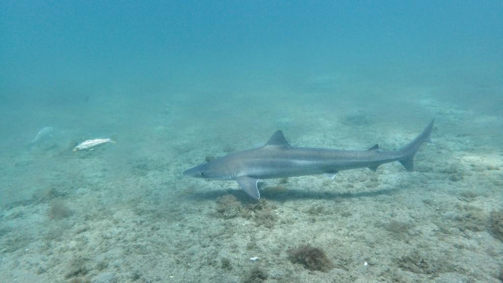 Soupfin Shark