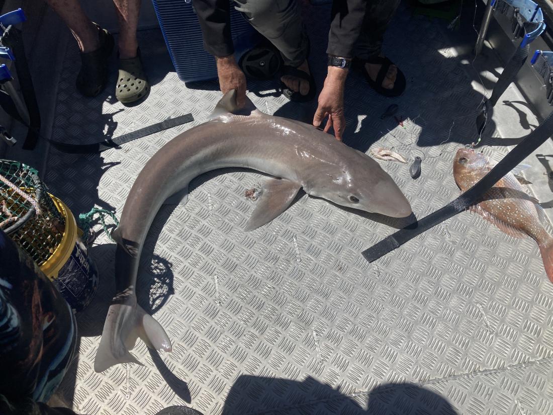 Soupfin shark on deck of boat.