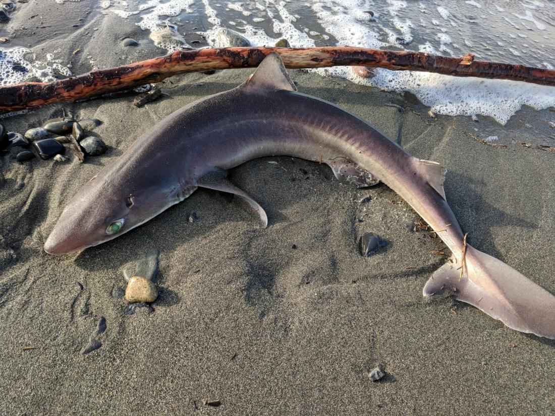 spiny dogfish on the beach with waves and driftwood in the background 