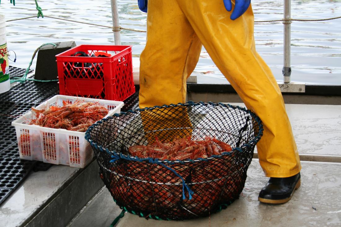 Spot prawns in baskets with a person standing behind them.