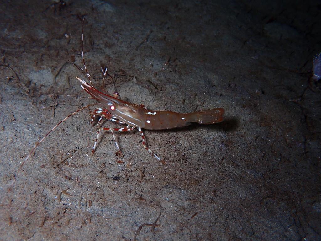 spot prawn on substrate 