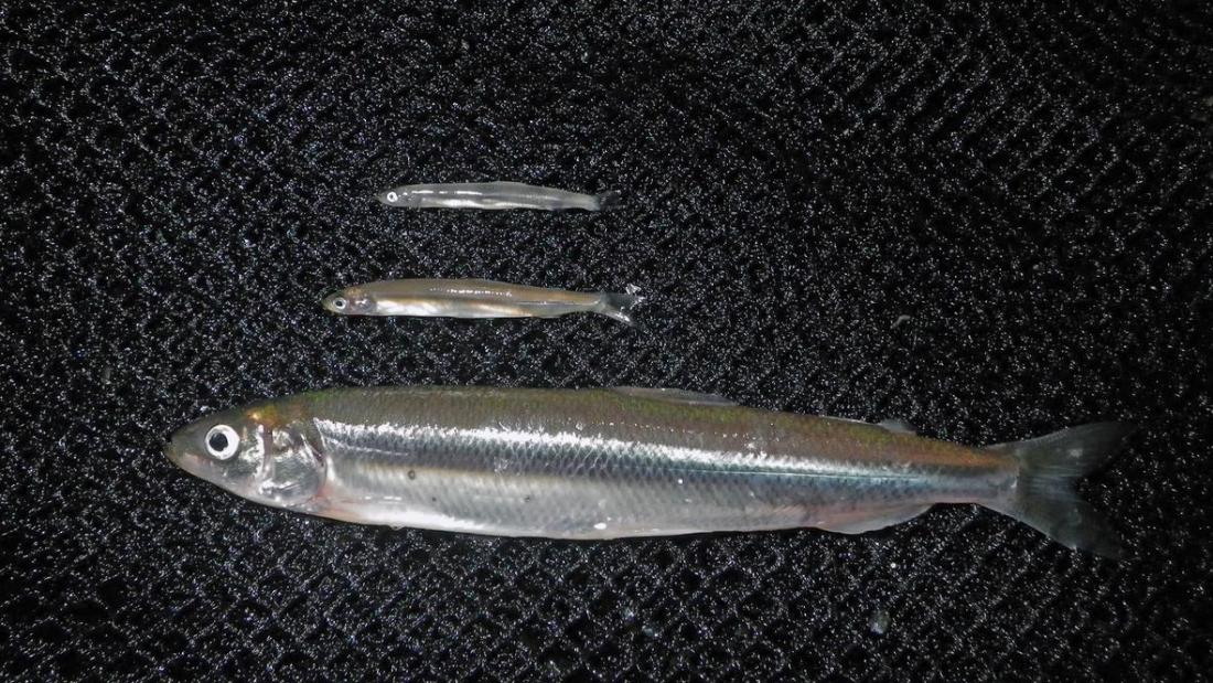 Three size classes of juvenile surf smelt collected in Bainbridge Island, WA.