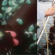 Abalone seeds and culturing red algae - aquaculture