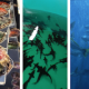 colorful series of images of aquaculture