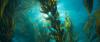 Giant Kelp off of California (credit NOAA). 