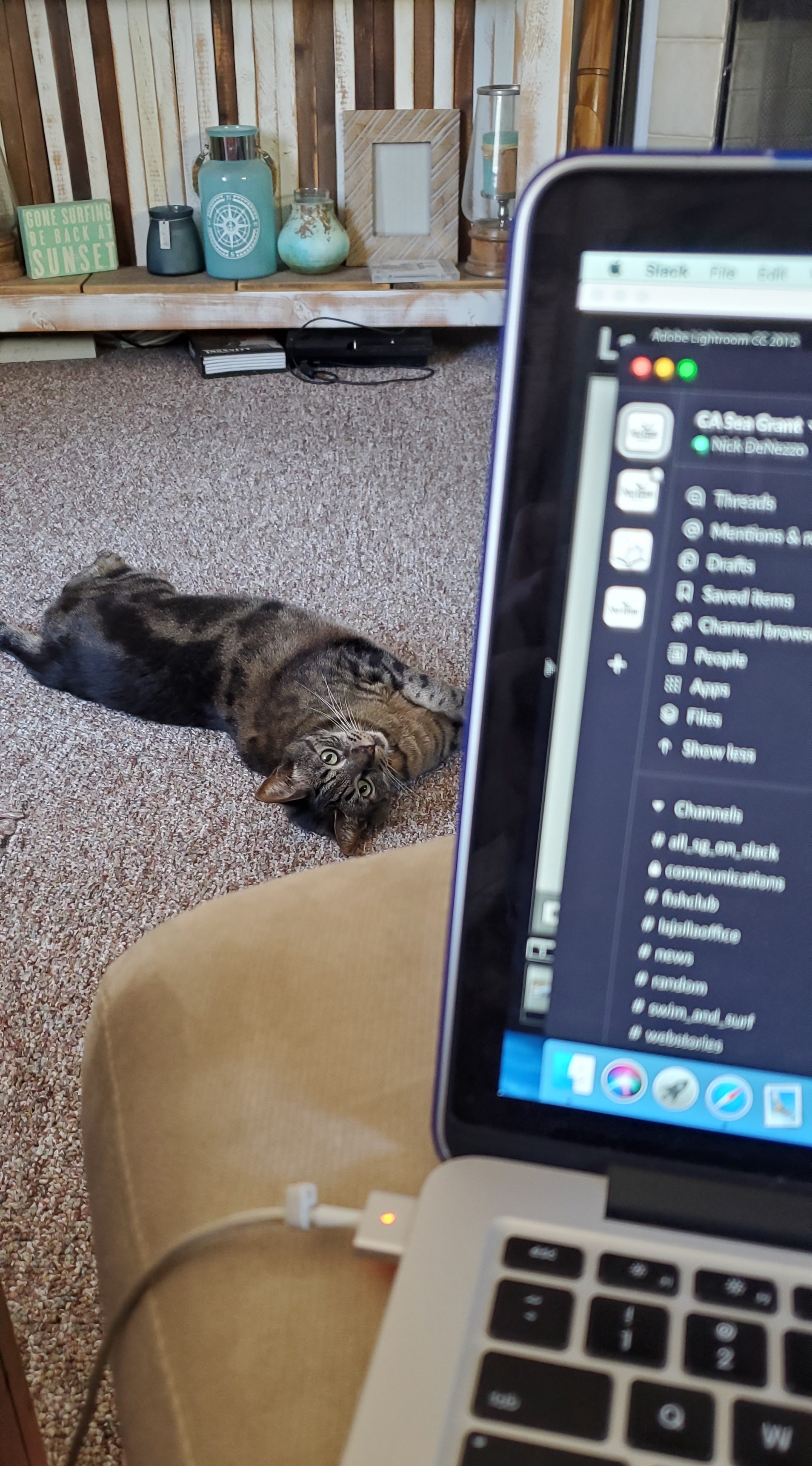 Cat laying on the ground behind a laptop screen
