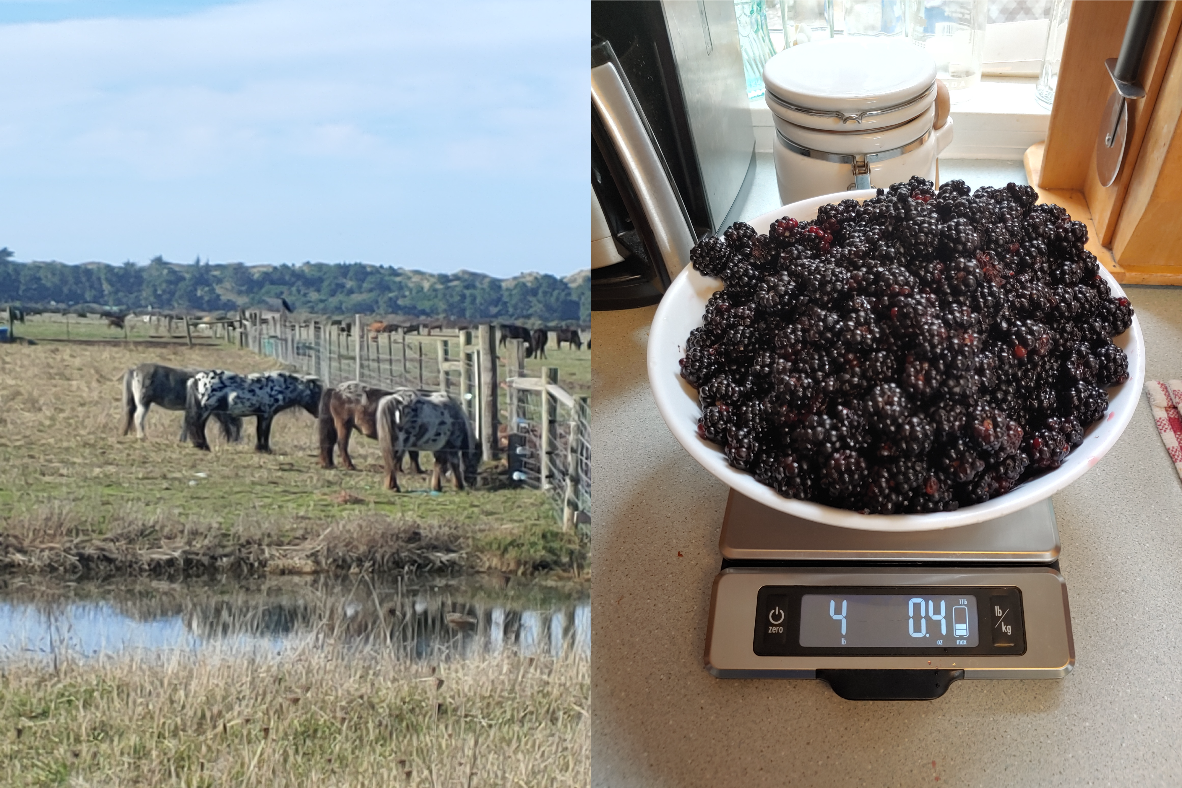 Left image of a herd of mini ponies grazing by a stream, and right image of a bowl of blackberries on a kitchen scale
