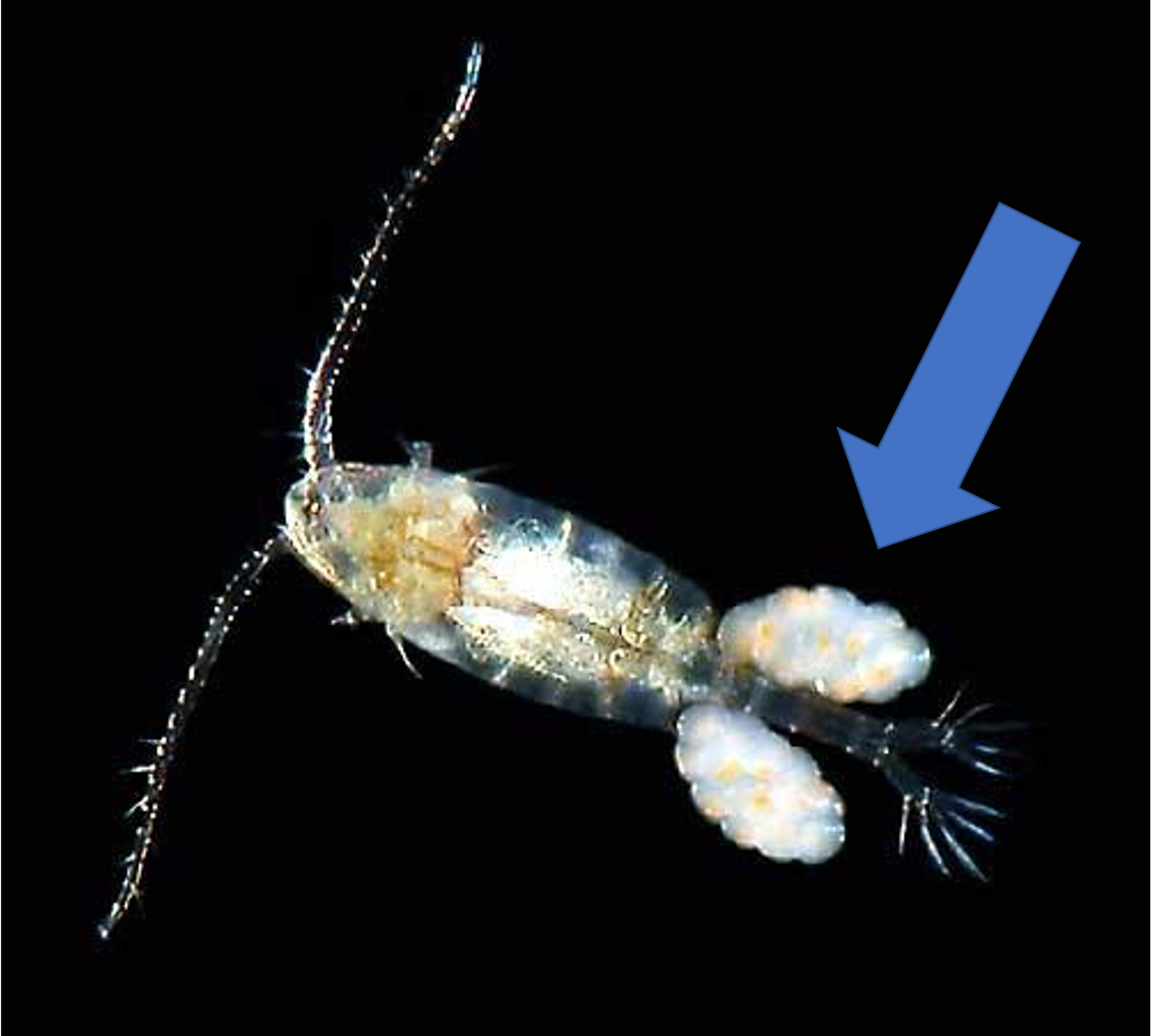 female copepod under a microscope, with an arrow pointing at the egg sac