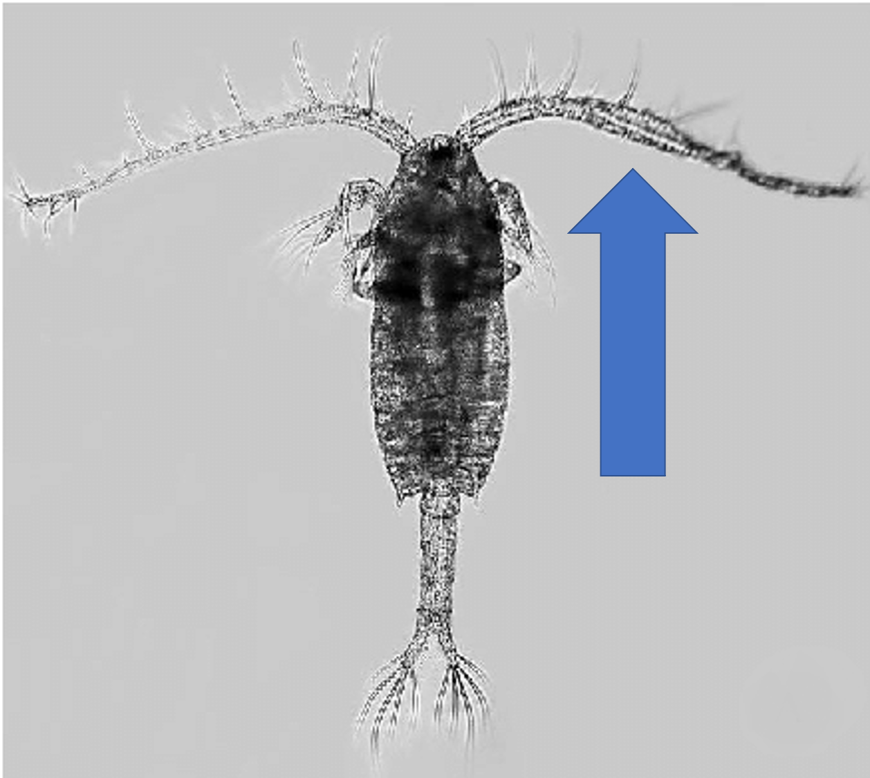 male copepod under a microscope, arrow pointing at the right antenna