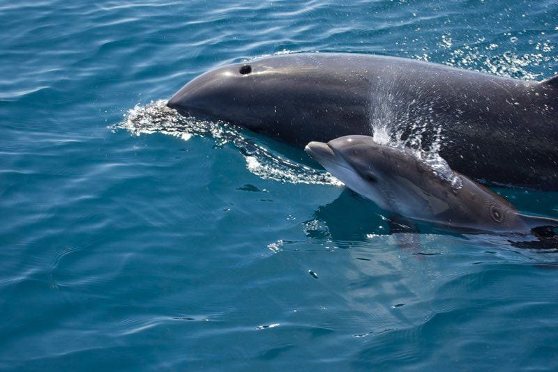 bottlenose dolphin mother and baby