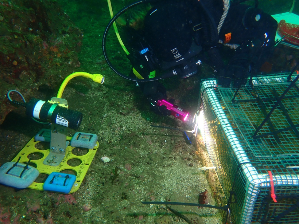 scuba diver inspecting an abalone enclosure