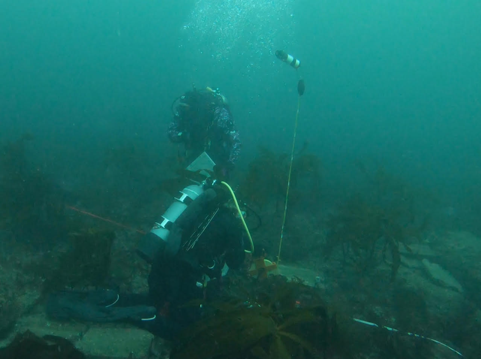 two scuba divers inspecting and stocking an abalone enclosure