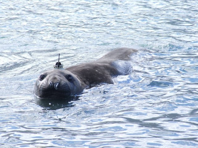 Tagged elephant seal in the ocean