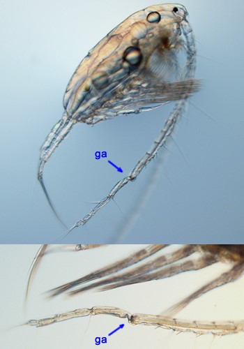 two microscope images of copepod antennas