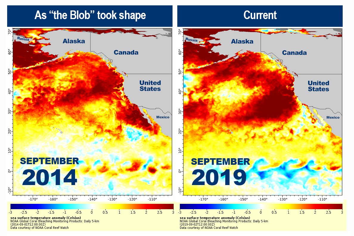 Sea surface temperature plots depicting the 2014 and 2016 marine heatwaves.