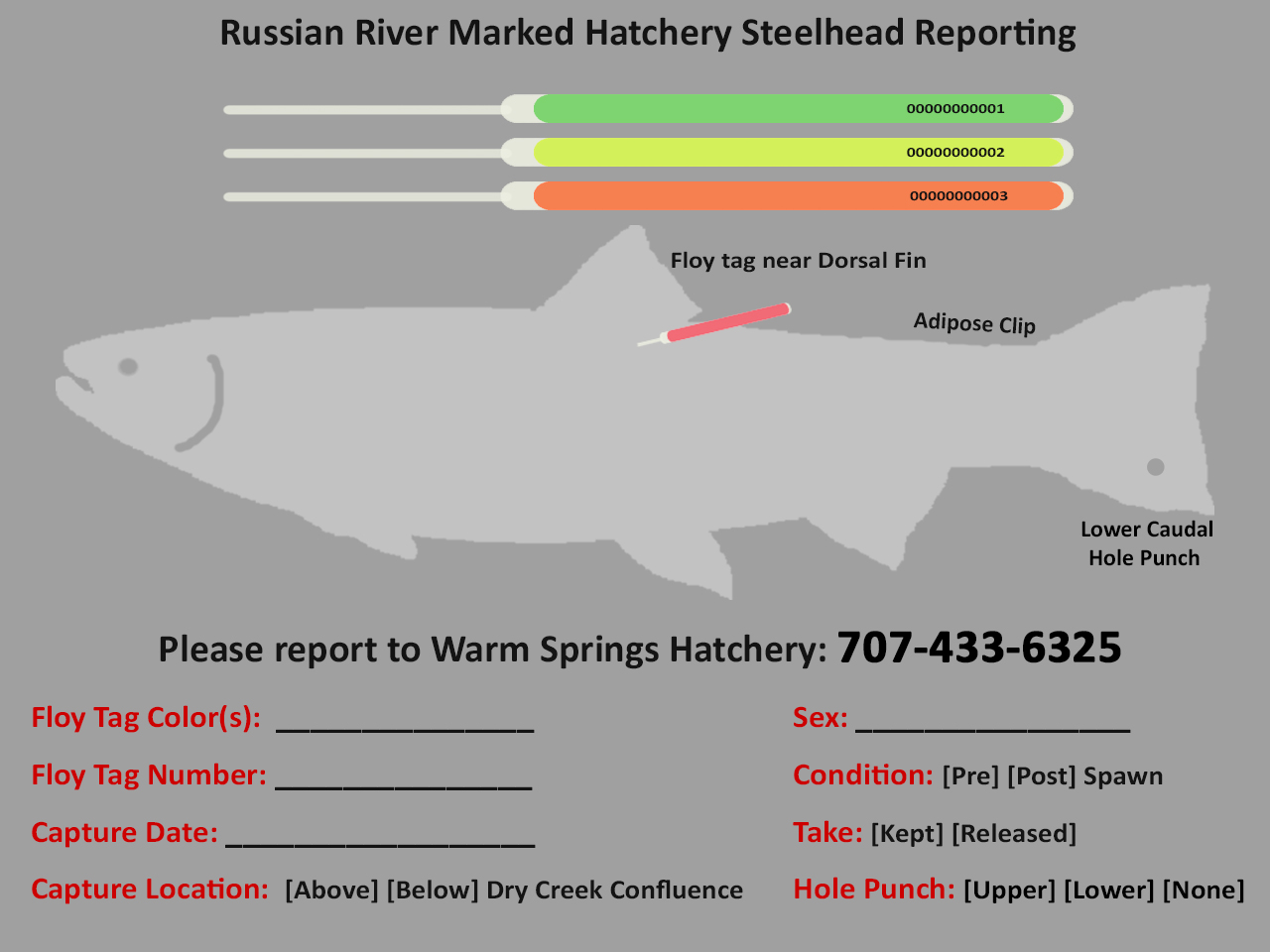 Russian River marked hatchery steelhead reporting: Floy near dorsal fin. Please report to warm springs hatchery