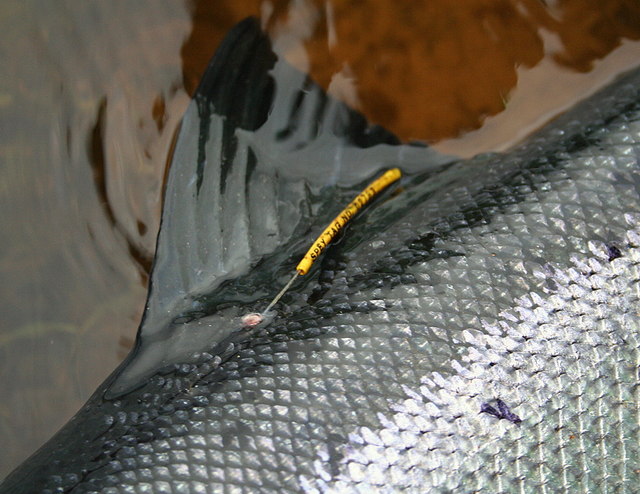 floy tagged salmon