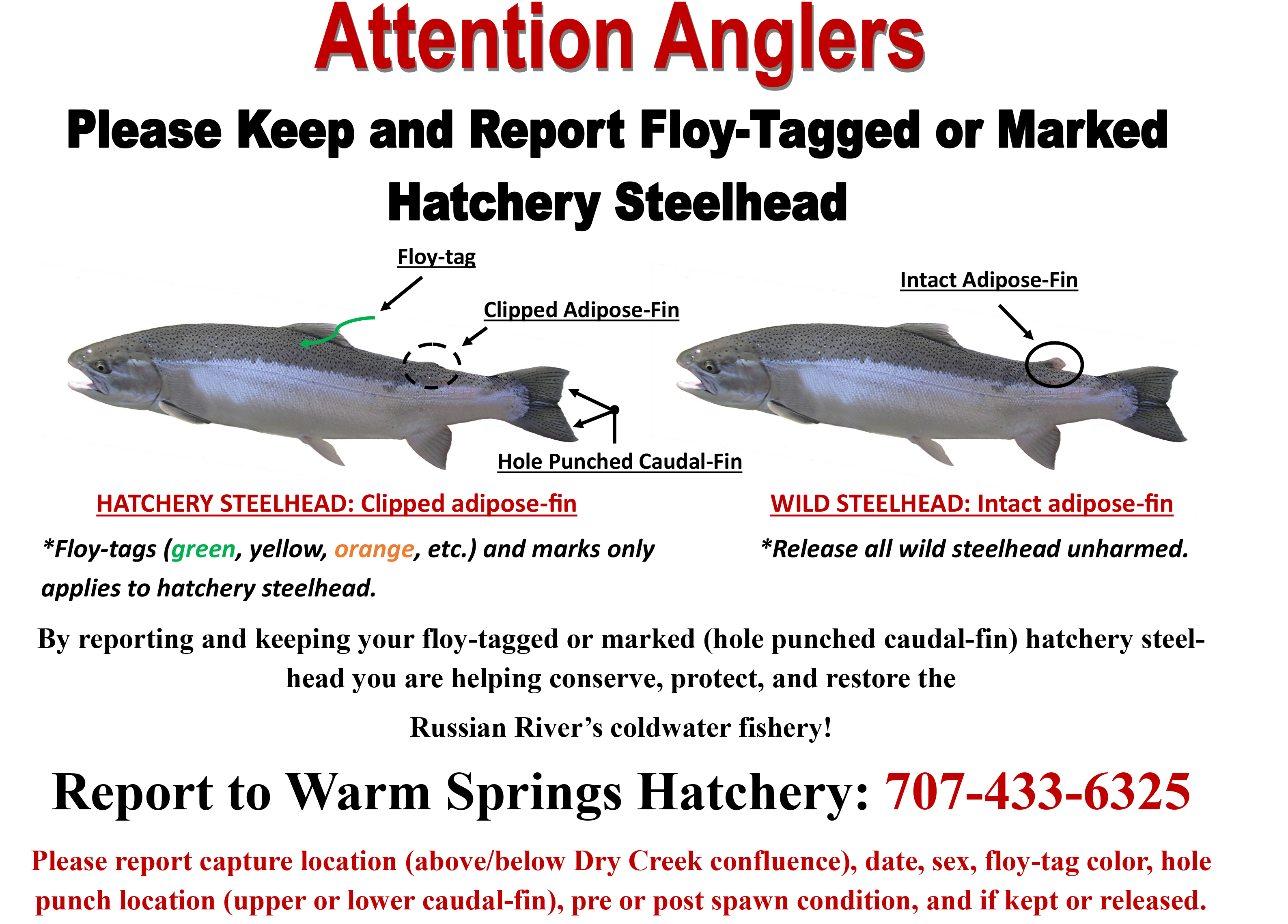 Attention anglers: please keep and report fly tagged or marked hatchery steelhead