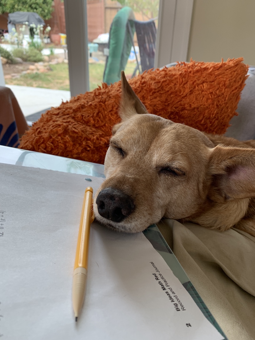 Max the dog sleeping on a datasheet