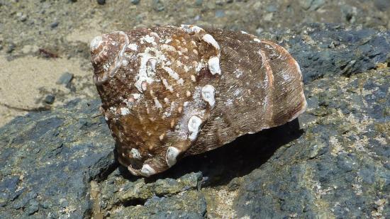 Glenn E. Vedder wavy_turban_snail