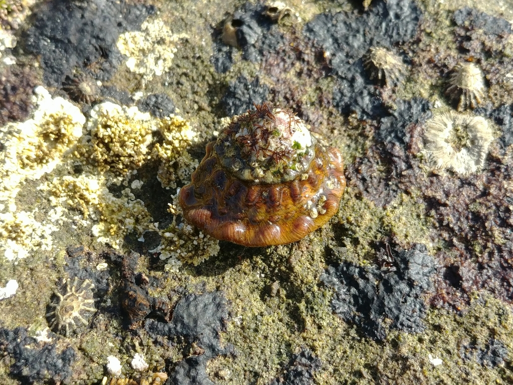 sykospark/iNaturalist Wavy Turban Snail on rock