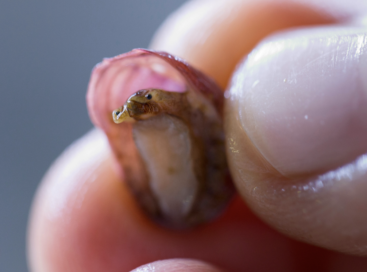 A young white abalone at the Bodega Marine Labs pokes its head out of the shell. Photo by Joe Proudman.