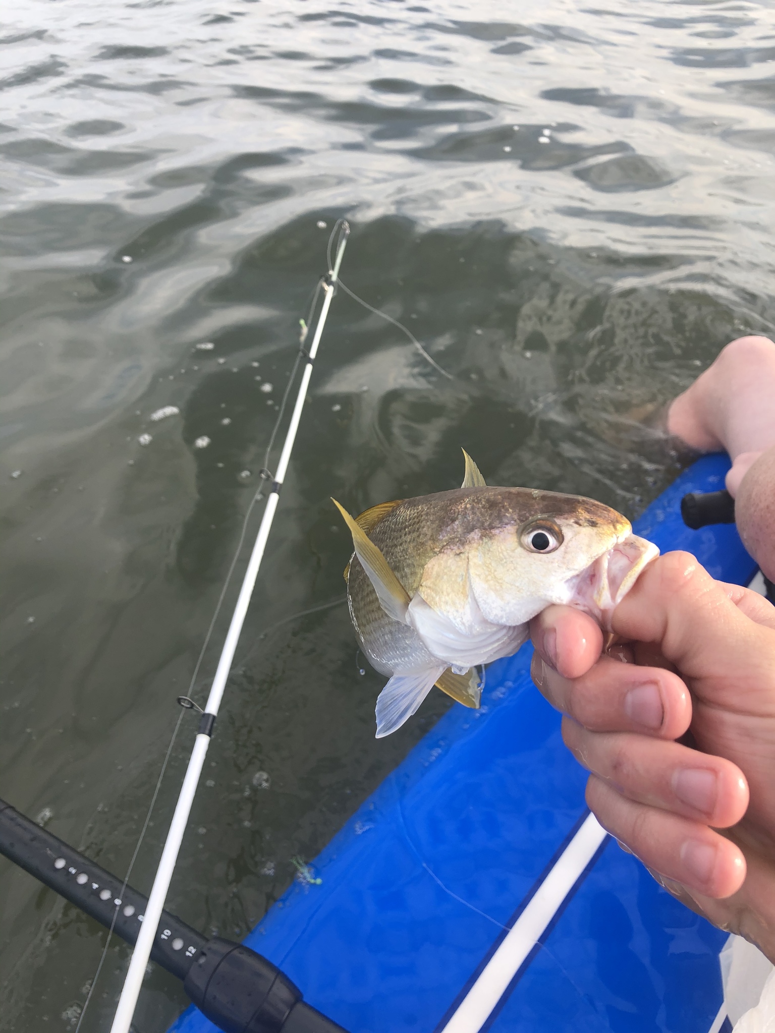 lizardman69/iNaturalist white croaker being pulled out of water by kayak fisherman, fishing pole in background