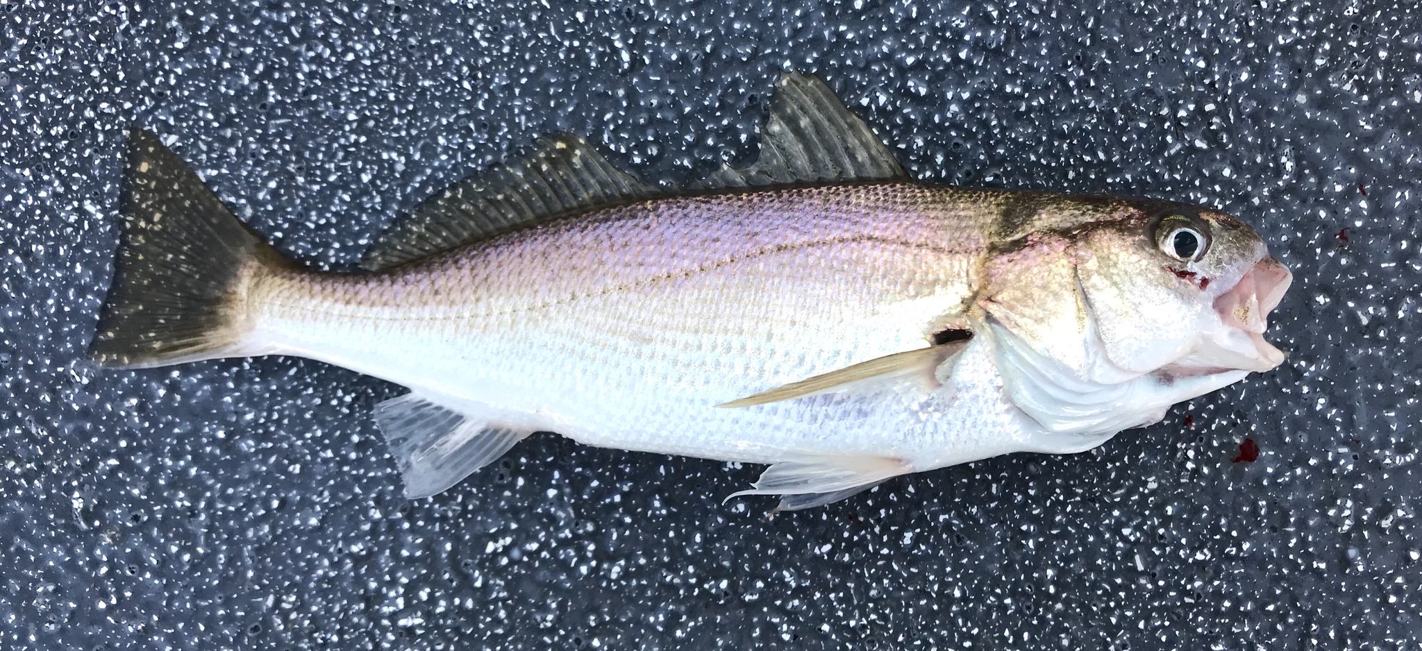 Christian Schwarz/iNaturalist white croaker laid on the floor